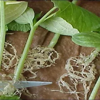 thumbnail for publication: Nematode Management in Cucurbits (Cucumber, Melons, Squash)
